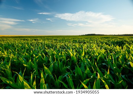 The agricultural land of a green corn farm with a perfect sky. Location place of Ukrainian agricultural region, Europe. Cultivated fields. Photo wallpaper. Minimalistic landscape. Beauty of earth. Сток-фото © 