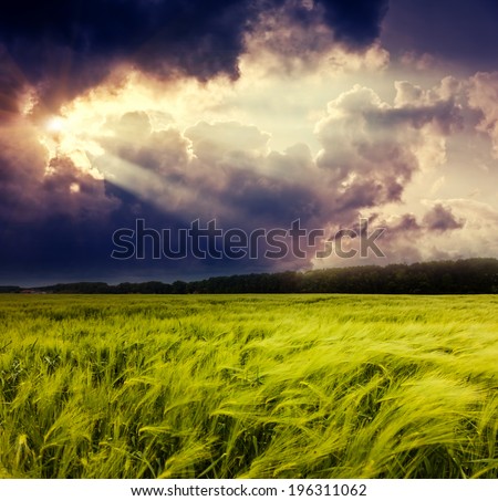 Fantastic field at the dramatic overcast sky. Dark ominous clouds. Ukraine, Europe. Beauty world.