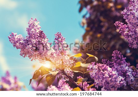 Close-up beautiful lilac flowers with the leaves. Beauty world.
