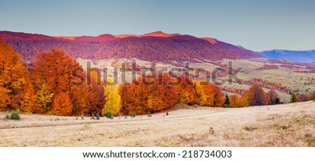 Fantastic sunny hills under morning sky. Dramatic scenery. Autumn red leaves. Carpathian, Ukraine, Europe. Beauty world. Retro filtered. Instagram toning effect.
