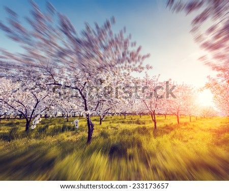 Blossoming apple orchard in spring and blue sky. Retro style filter. Instagram toning effect. Ukraine, Europe. Beauty world. Tilt shift blur effect.