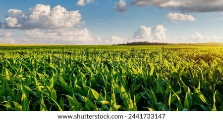 Similar – Foto Bild Grüner Mais und tolle Wolken am Himmel