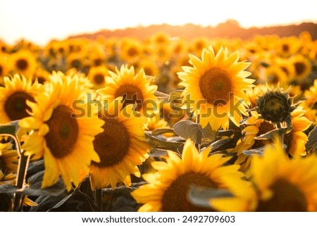 Similar – Image, Stock Photo Bright yellow sunflower field in sunlight. Location place of Ukraine, Europe. Photo of ecology concept. Perfect natural wallpaper. Textural image of drone photography. Discover the beauty of earth