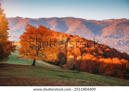 Similar – Foto Bild Oktoberliche Morgenstimmung im Wald