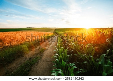 Similar – Foto Bild Grüner Mais und tolle Wolken am Himmel