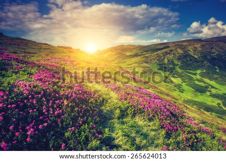 View of the magic pink rhododendron flowers on the hill. Dramatic scene. National park Chornogora. Carpathian, Ukraine, Europe. Beauty world. Retro style, vintage soft filter. Instagram toning effect