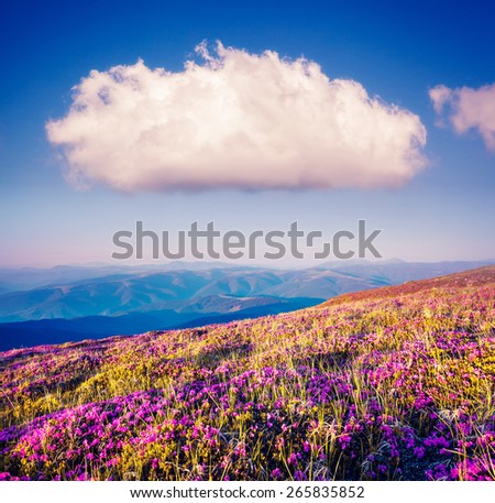Great view of the magic pink rhododendron flowers on the hill. Dramatic unusual scene. White cumulus clouds. National park Chornogora. Carpathian, Ukraine, Europe. Beauty world. Vintage soft filter.