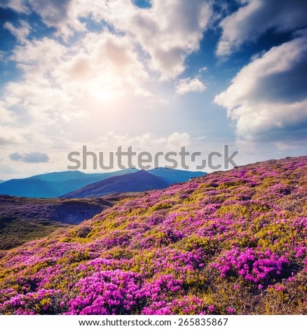 Great view of the magic pink rhododendron flowers on the hill. Dramatic unusual scene. White cumulus clouds. National park Chornogora. Carpathian, Ukraine, Europe. Beauty world. Vintage soft filter.