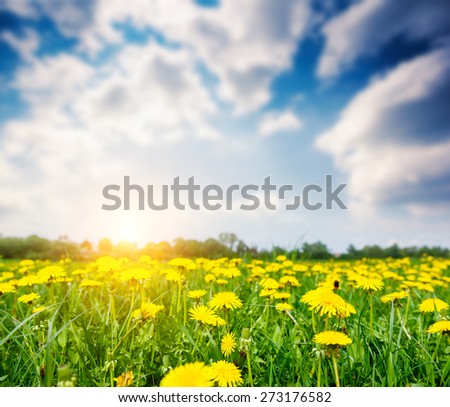 Fantastic field with fresh yellow dandelions flowers on the blue sky. Unusual scenery. Ukraine, Europe. Beauty world.