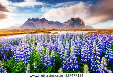 Majestic Lupine