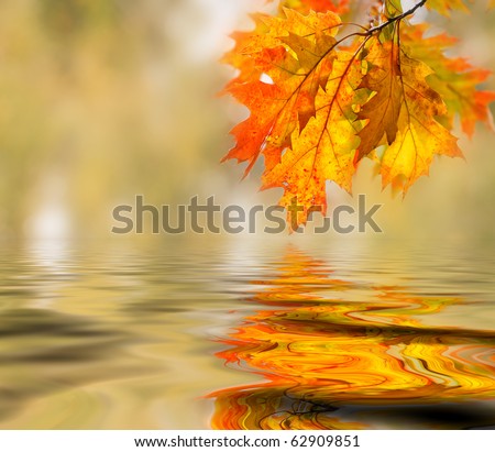 Similar – Foto Bild Herbstlaub im See Blätter