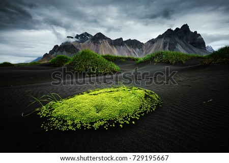 Similar – Foto Bild Dünenlandschaft mit Moos und Gras am Vormittag auf der Insel Sylt