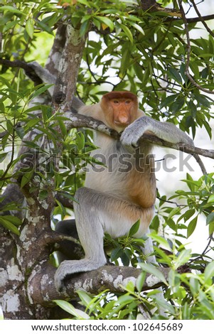 A chilled out proboscis monkey hanging around in a tree, Sandakan, Malaysia.