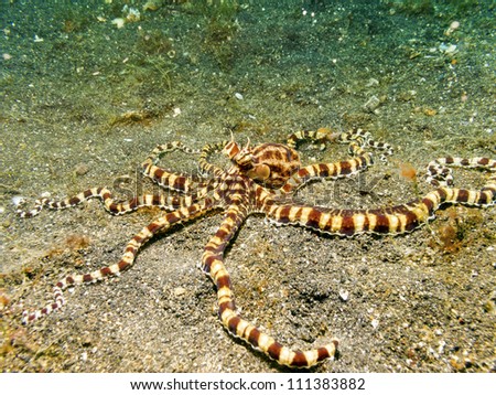 Mimic octopus (Thaumoctopus mimicus) in the Lembeh Strait, Sulawesi, Indonesia.
