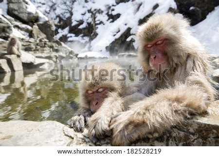 Pair of snow monkeys sleeping in a natural onsen (hot spring), Jigokudani Park near Yudanaka, Japan