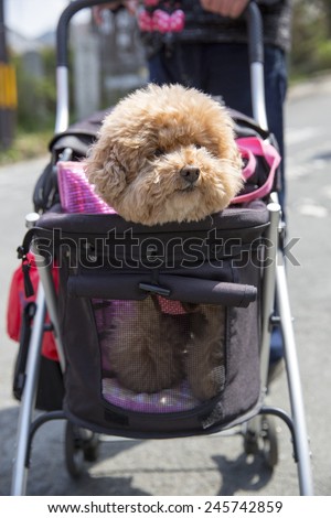 Cute dog being pushed in a stroller