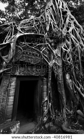 Ta Prom - Tomb raider temple - Angkor Wat