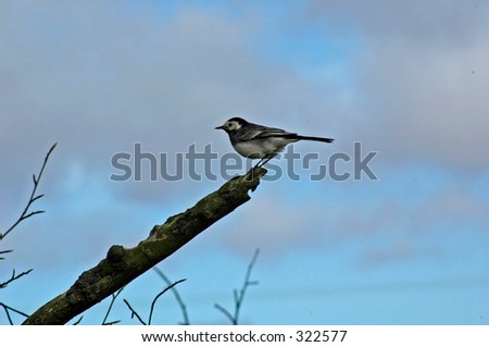 Similar – Image, Stock Photo Long-tailed Tit in shrubbery