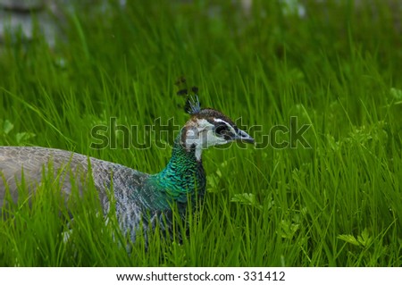Female peacock - Pavo cristatus