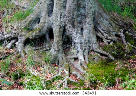 Oak Tree Roots Stock Photo 343491 : Shutterstock