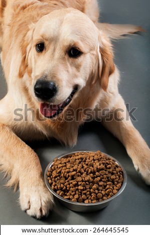 Gold retriever with food