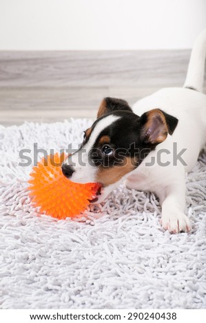 dog gnaws a rubber  ball