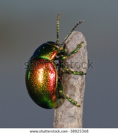 shiny beetle on a twig