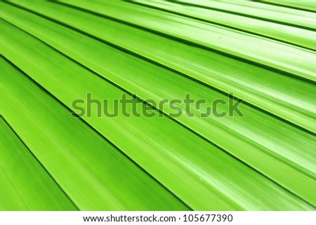 Natural line of theLicuala spinosa palm leave
