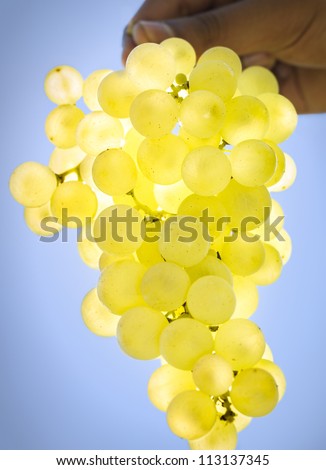 Bunch of white ripe grapes held in hand on blue sky background, close up.