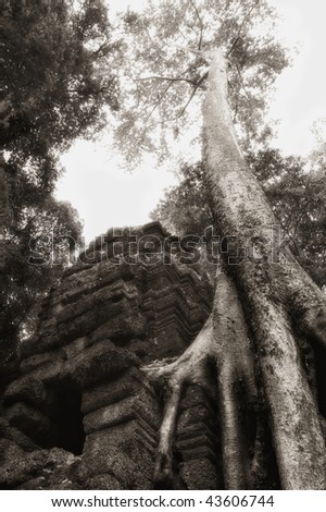 Huge tree grown on Angkor temple tower, Angkor, Cambodia, infrared-monochrome image.