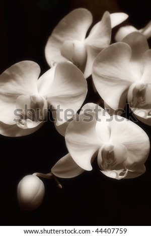 Group of orchid blossoms, black & white sepia toned image.