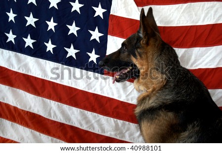 German Shepherd on flag backdrop to symbolize our WWII canine veterans