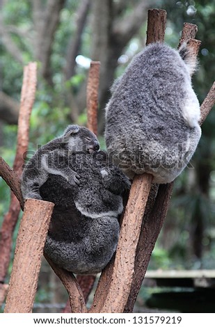 koala bear in a eucaplytus gum tree in queensland, australia