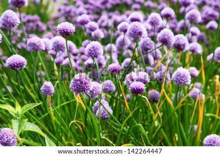 Beautiful natural purple flowers on chive herb plants
