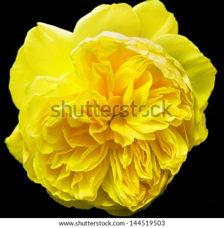 closeup of traditional bright yellow English rose on black