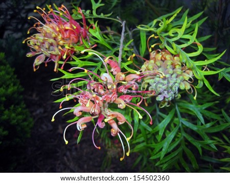 The native Australian Grevillea plant is an evergreen tree or shrub with uniquely shaped flowers. Red Grevillea flowers are common and popular in gardens.