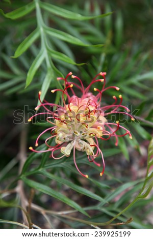 The native Australian Grevillea plant is an evergreen tree or shrub with uniquely shaped flowers. Red Grevillea flowers are common and popular in gardens.