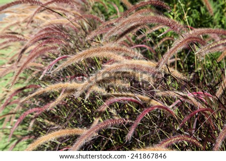Beautiful delicate fox tail grass in queensland, australia