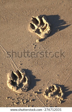 dog footprints in sand with shadow