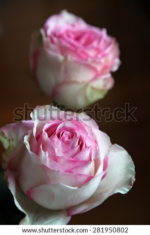 Beautiful pink and white roses on dark background