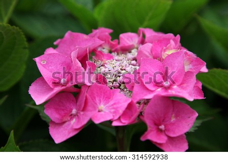 Closeup of beautiful pink lace hydrangea flower