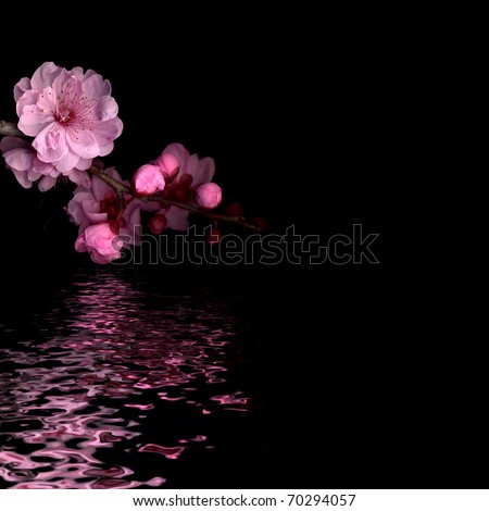 cherry blossom on black with reflection