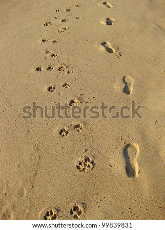 human and dog footprints in sand on beach