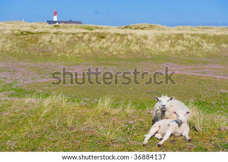 Lighthouse summer Sylt idyll dune nature heath lamb sheep island meadow