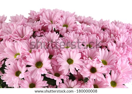 Close-up of a lot of purple chrysanthemums in an iron bucket. Isolated on white background