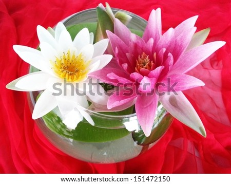 two water lilies in fish bowl on red silk