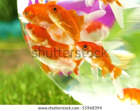 goldfishes in bowl