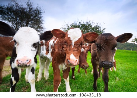 wide angle shot of cute curious cow calves (tasmania,australia)