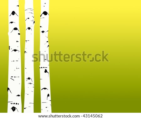 Aspen trunks on summer to fall color background