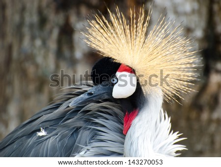 Crowned Crane profile with selective focus